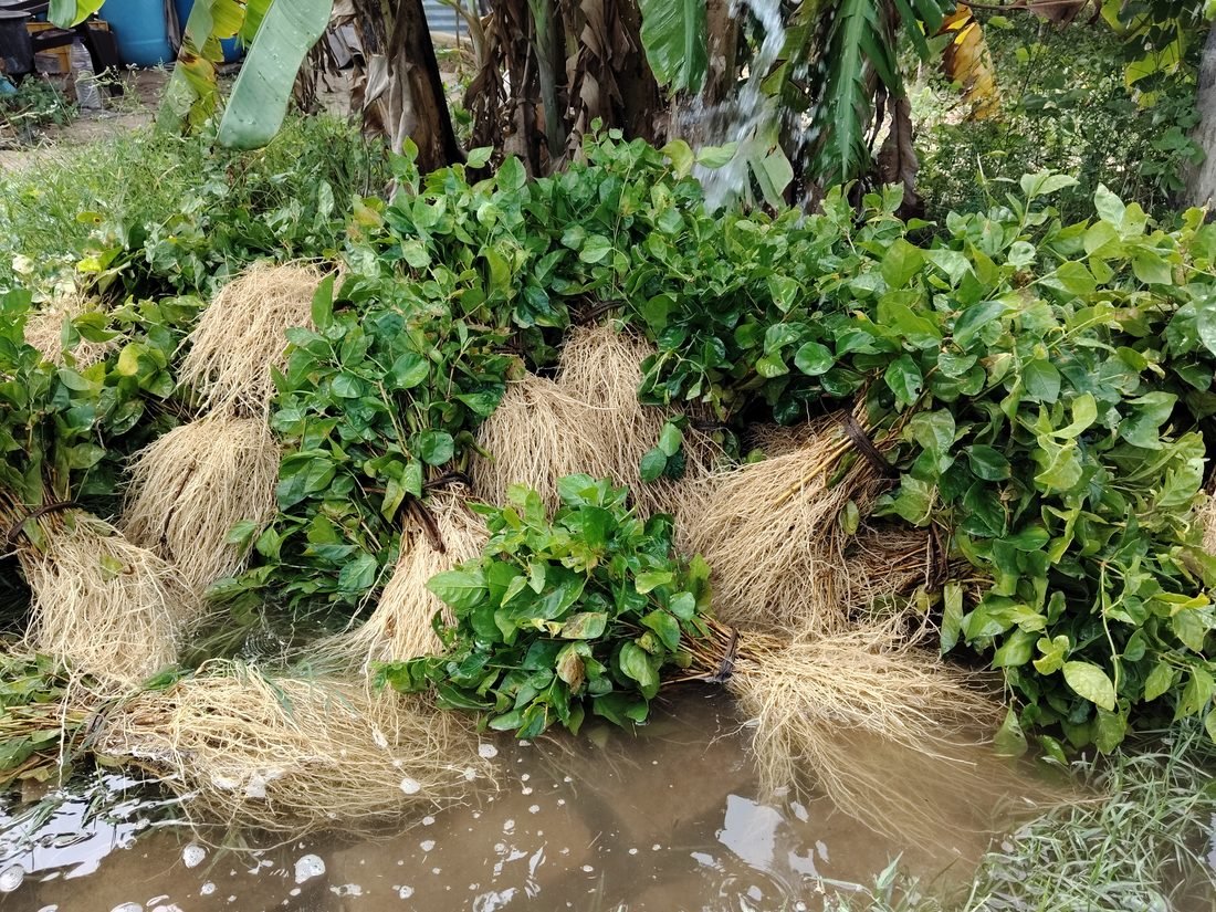 Jasmine plants at Bloom Root Nursery